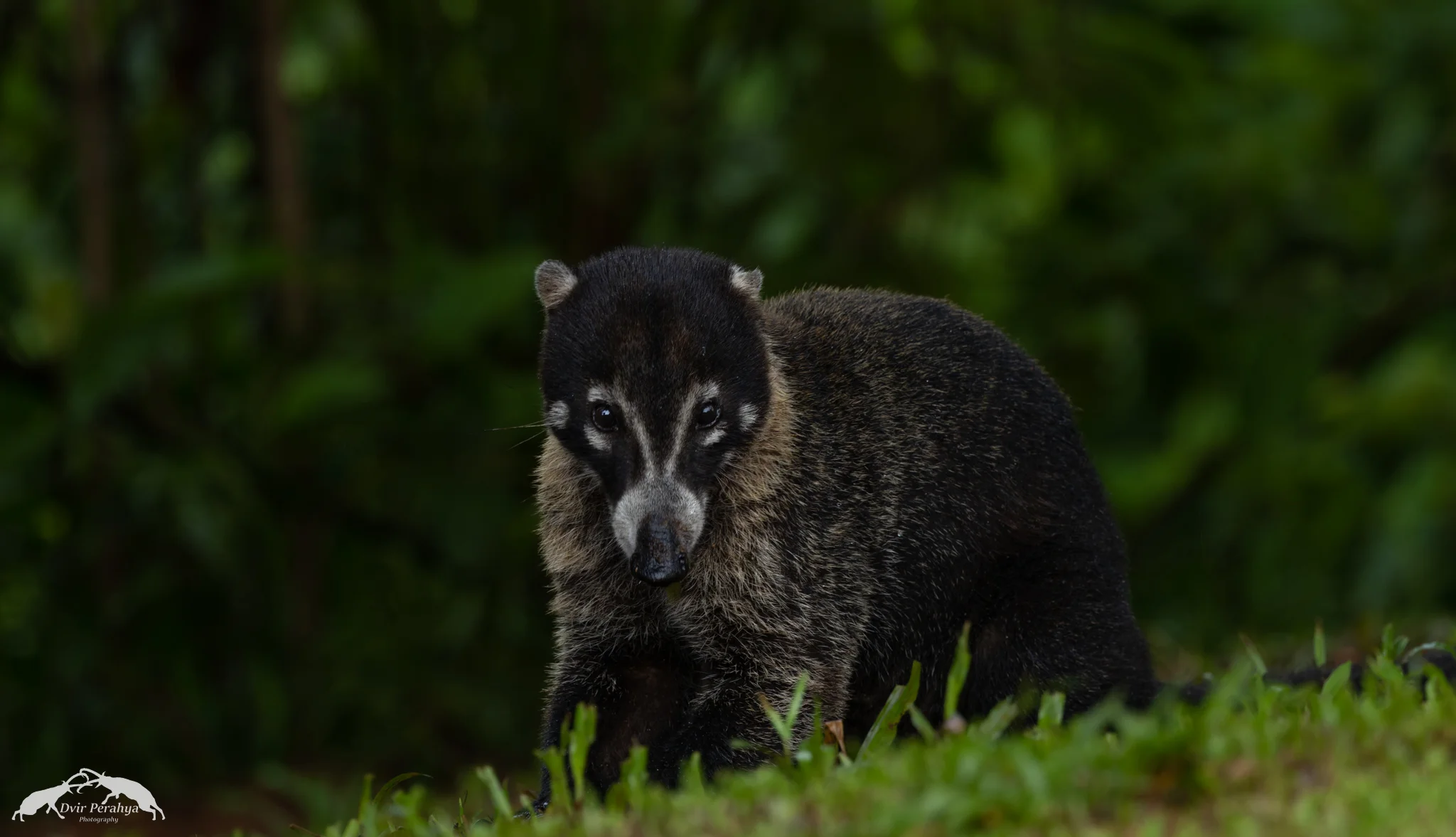 Coati, Boca Tapada